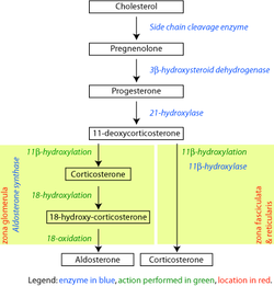 Adrenal steroidogenesis wiki