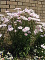 Crepis rubra