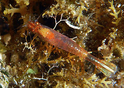 Une crevette non identifiée de la famille des Mysidae