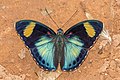 Ejemplar de Euphaedra themis, macho, Bobiri Forest, Ghana