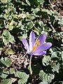 Crocus nudiflorus close-up