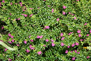 English: Mexican Heather 'Large Rose' (Cuphea ...