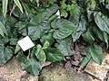 Cyanastrum cordifolium - Botanischer Garten Freiburg - DSC06310.jpg