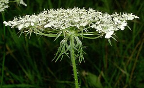 Umbela compuesta en Daucus carota, (Apiaceae).