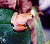 A San Carlos tree frog