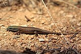 Desert rainbow skink