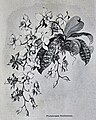 Die Gartenlaube (1891) b 173 1.jpg