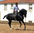 Vignette pour Équitation portugaise