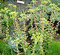 Dudleya greenei