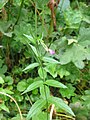 Epilobium alpestre01. jpg