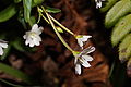 Epilobium clavatum 5568. 
 JPG