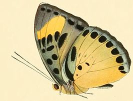 Euphaedra ravola