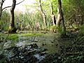 Versunkener Wald zwischen Pines und Cherry Grove