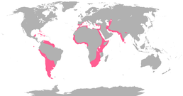 Мапа поширення фламінгових