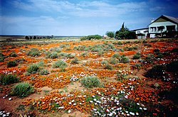 Spring flowers attract visitors to Loeriesfontein in August and September