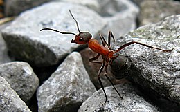 Rudoji miško skruzdėlė