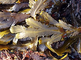 Sahahauru (Fucus serratus)