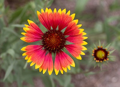 Bunga Gaillardia pulchella di Aspen, Colorado, Amerika Serikat.