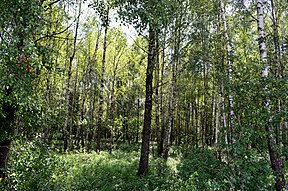 Gaisų draustinio beržynas