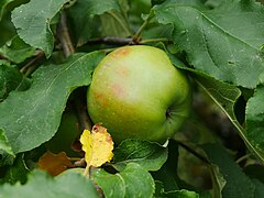 Frucht am Baum