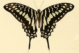 Graphium porthaon