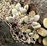 Graptopetalum amethystinum, Habitus