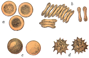 Typical mammalian red blood cells: (a) seen from surface; (b) in profile, forming rouleaux; (c) rendered spherical by water; (d) rendered crenate (shrunken and spiky) by salt. (c) and (d) do not normally occur in the body. The last two shapes are due to water being transported into, and out of, the cells, by osmosis. Gray453.png