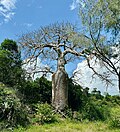 The great bottle Baobab of Sinda.