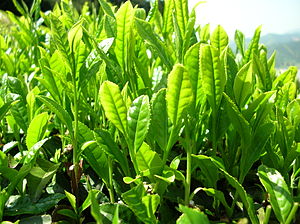 Tea leaves from Japanese Yabukita tea plant. æ-¥...