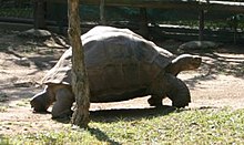 A tartaruga-das-galápagos (Geochelone nigra spp.) Harriet (c.1830-2006), que viveu aproximadamente 176 anos