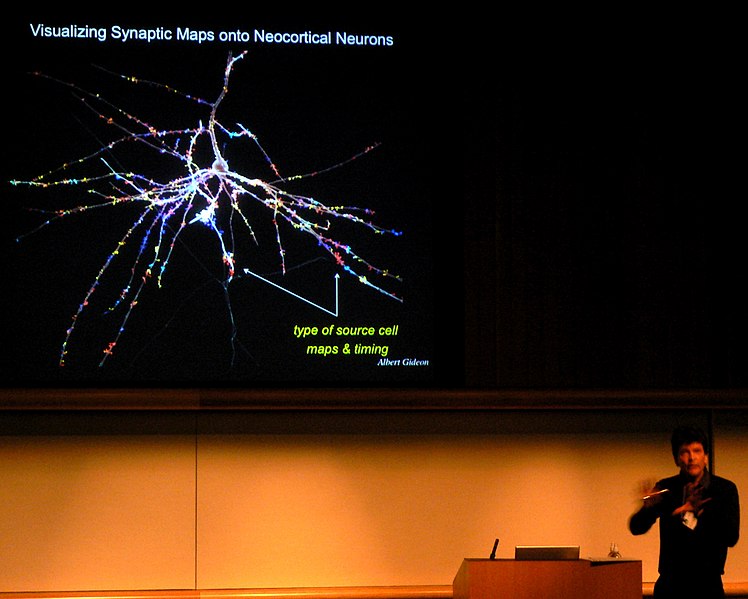 File:Henry Markram - Visualizing Synaptic Maps onto Neocrortical Neurons.jpg