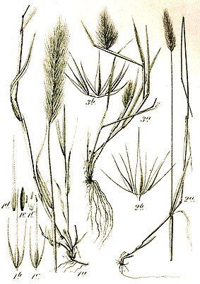 Bereslacher 1: Hordeum murinum 2: Hordeum secalinum 3: Hordeum marinum
