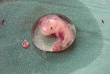Menschlicher Embryo aus einer ektopen Schwangerschaft (6. Woche p.c 
