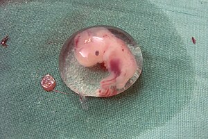 Embriologija