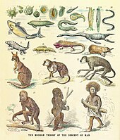 The human pedigree recapitulating its phylogeny back to amoeba shown as a reinterpreted chain of being with living and fossil animals. From a critique of Ernst Haeckel's theories, 1873. Human pedigree.jpg