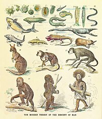 A satirical opinion of Ernst Haeckel's 1874 The modern theory of the descent of man, showing a linear sequence of forms leading up to 'Man'. Illustration by G. Avery for Scientific American, 11 March 1876 Human pedigree.jpg