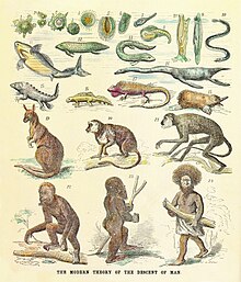The human pedigree back to amoeba shown as a reinterpreted chain of being with living and fossil animals. From G. Avery's critique of Ernst Haeckel, 1873. Human pedigree.jpg