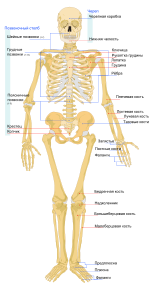 Human skeleton front ru.svg