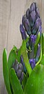 blaue Hyazinthe (Hyacinthus orientalis)