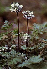 Vignette pour Hydrophyllum occidentale