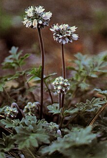 Hydrophyllum occidentale.jpg