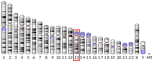 Ideogram human chromosome 13.svg