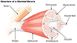 Skeletal (striated) muscle structure