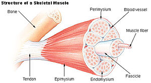 Muscle fascicle