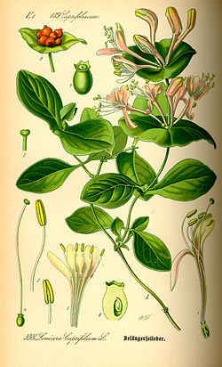Planque botanique d' 1885, Lonicera caprifolium, ch'est l'espèce type du ginre