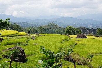 Champ avec des rochers volcaniques en Sulawesi du Sud (Indonésie). (définition réelle 6 000 × 4 000)