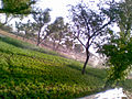 Irrigation Sprinkler in village farm