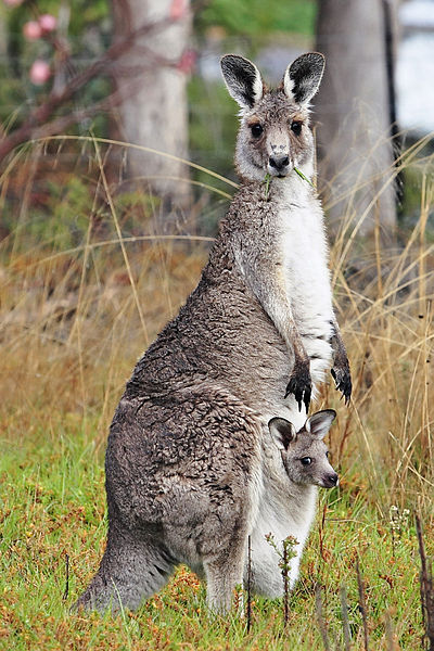 Kangaroo best animal photo