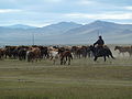 Mongolie Khustain Nuruu National Park, Réserve de Hustai , en Mongolie.