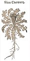 «Klein Eberwurtz» Cirsium acaule. H. Bock 1546/51[39]